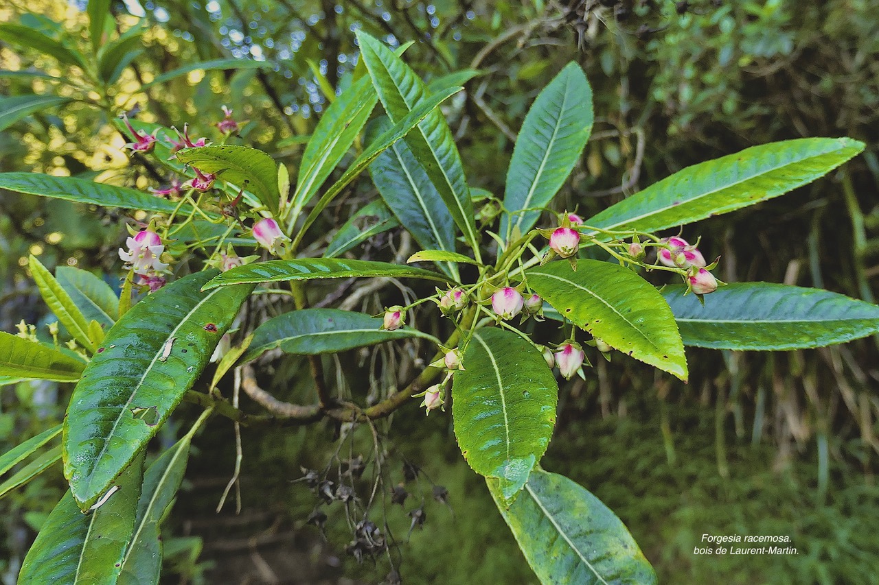 Forgesia racemosa.bois de Laurent-Martin.escalloniaceae.endémique Réunion. P1130402.jpeg