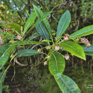 Forgesia racemosa.bois de Laurent-Martin.escalloniaceae.endémique Réunion. P1130402.jpeg
