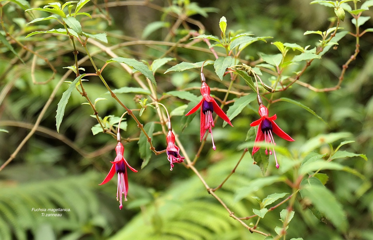 Fuchsia magellanica.Ti zanneau.onagraceae.amphinaturalisé. très envahissant.  P1130850.jpeg
