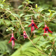 Fuchsia magellanica.Ti zanneau.onagraceae.amphinaturalisé. très envahissant.  P1130850.jpeg