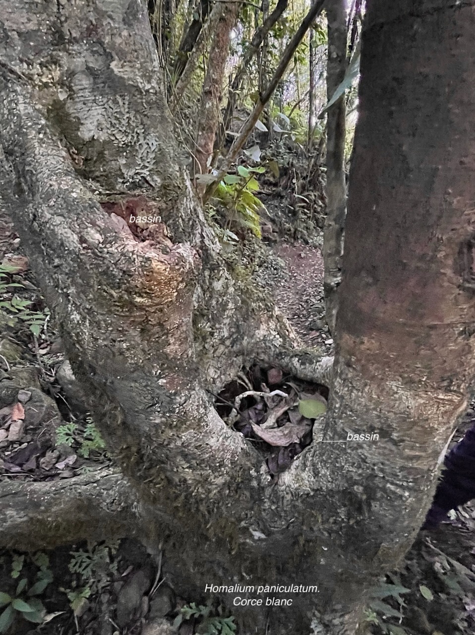 Homalium paniculatum. Corce blanc .bois de bassin.( bassins ) salicaceae.endémique Réunion Maurice. IMG_6054 2.jpeg