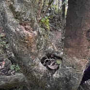 Homalium paniculatum. Corce blanc .bois de bassin.( bassins ) salicaceae.endémique Réunion Maurice. IMG_6054 2.jpeg