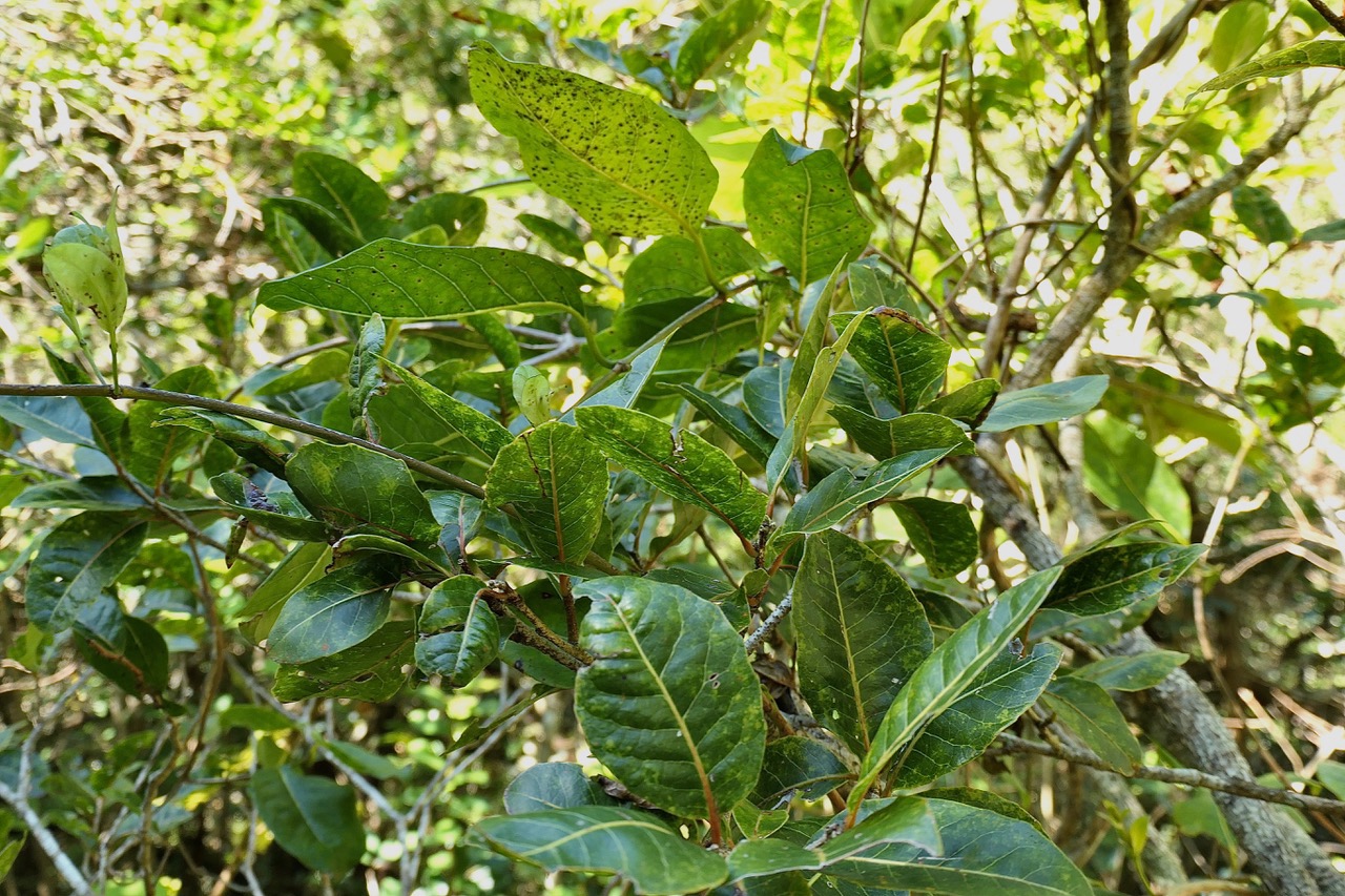 Homalium paniculatum. Corce blanc .bois de bassin.salicaceae.endémique Réunion Maurice. P1130613.jpeg