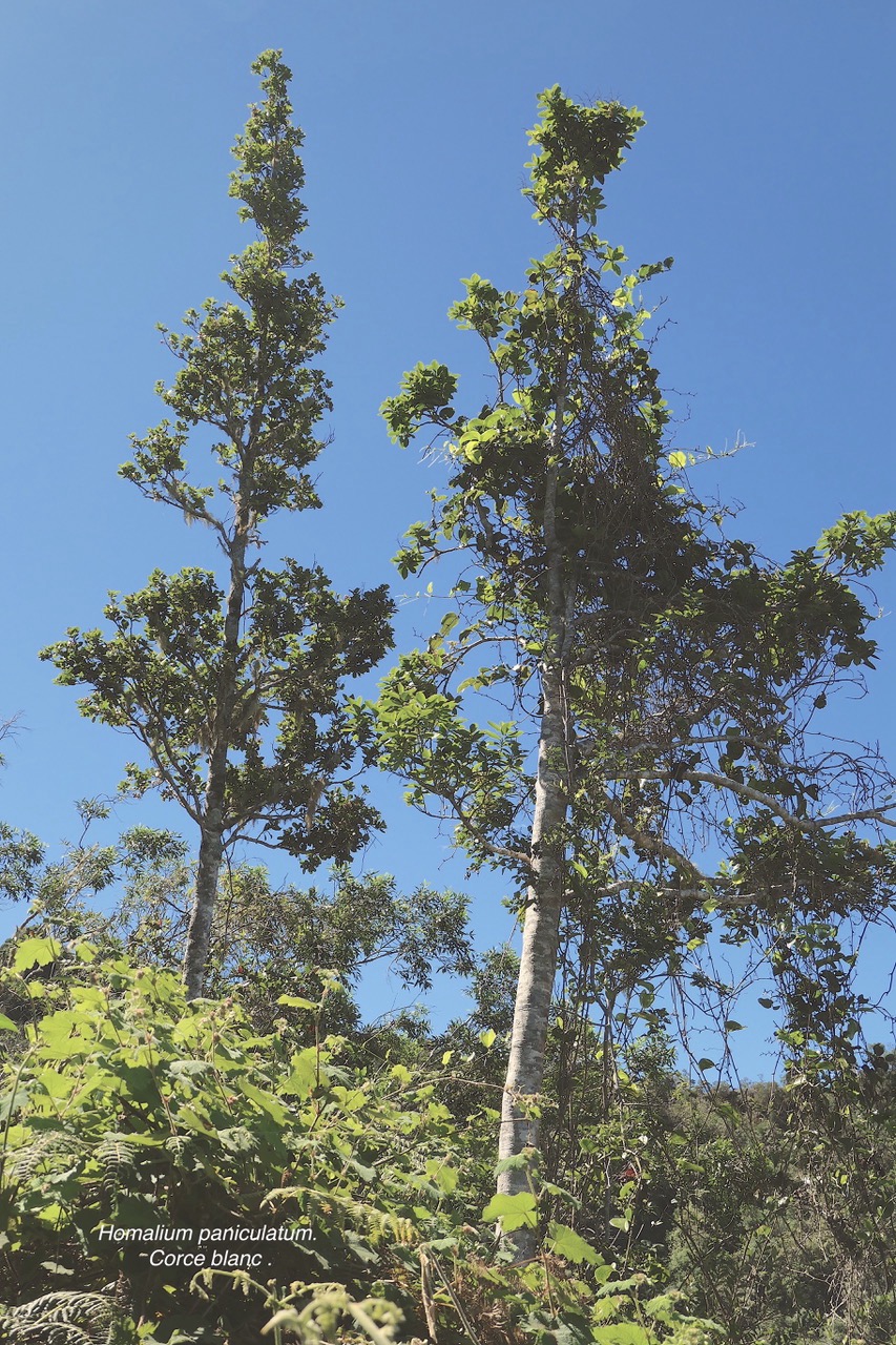 Homalium paniculatum. Corce blanc .bois de bassin.salicaceae.endémique Réunion Maurice. P1130694.jpeg