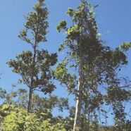 Homalium paniculatum. Corce blanc .bois de bassin.salicaceae.endémique Réunion Maurice. P1130694.jpeg
