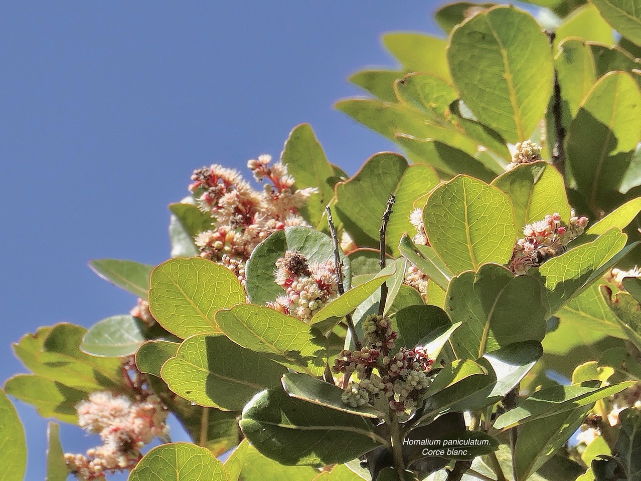 Homalium paniculatum. Corce blanc .bois de bassin.salicaceae.endémique Réunion Maurice. P1130704.jpeg