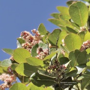 Homalium paniculatum. Corce blanc .bois de bassin.salicaceae.endémique Réunion Maurice. P1130704.jpeg