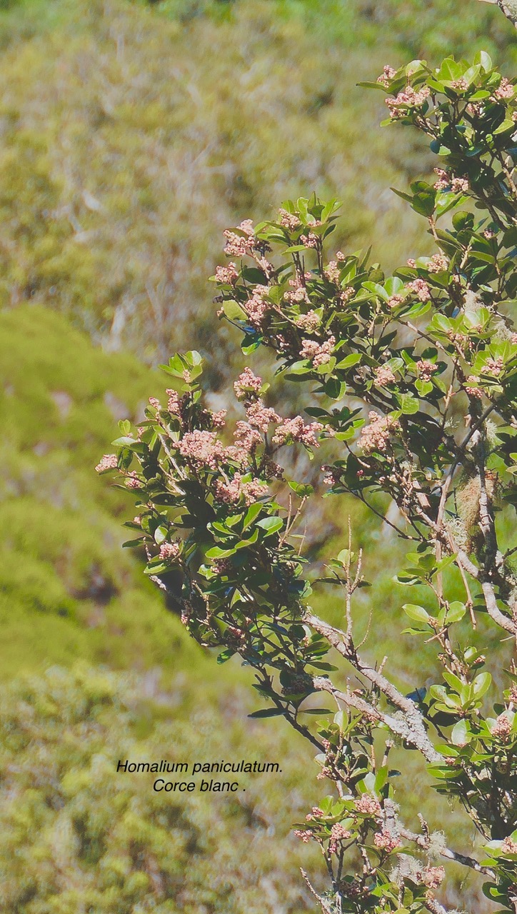Homalium paniculatum. Corce blanc .bois de bassin.salicaceae.endémique Réunion Maurice. P1130742.jpeg