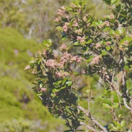 Homalium paniculatum. Corce blanc .bois de bassin.salicaceae.endémique Réunion Maurice. P1130742.jpeg