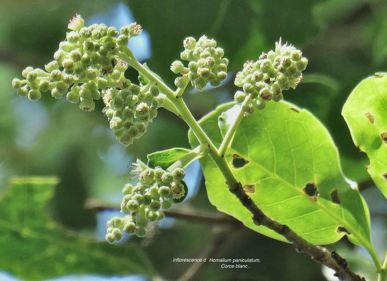 Homalium paniculatum. Corce blanc .bois de bassin.salicaceae.endémique Réunion Maurice. P1130778.jpeg