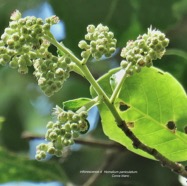 Homalium paniculatum. Corce blanc .bois de bassin.salicaceae.endémique Réunion Maurice. P1130778.jpeg