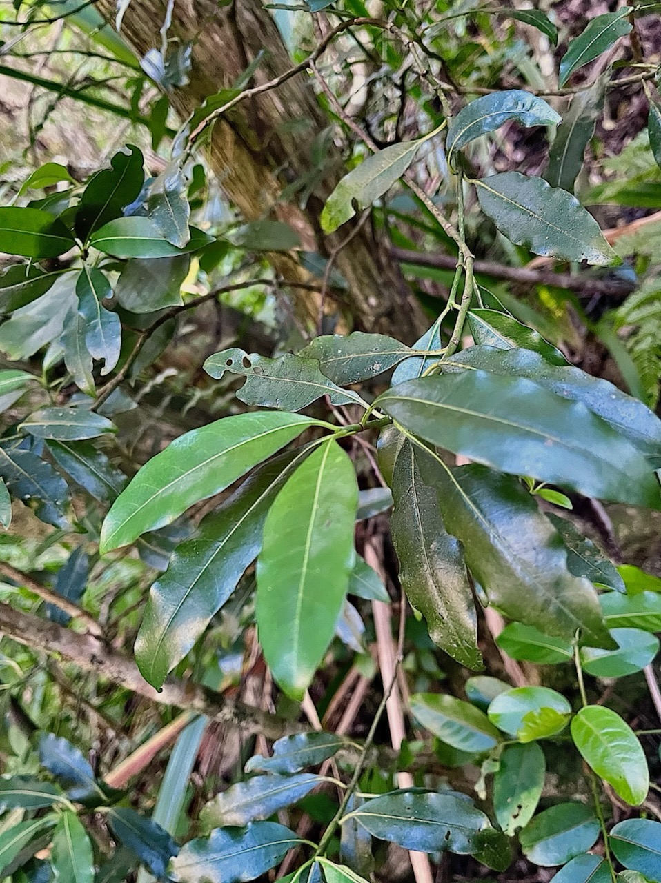IPsychotria borbonica.(Psathura borbonica )bois cassant. rubiaceae..endémique Réunion. MG_6063.jpeg