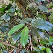 IPsychotria borbonica.(Psathura borbonica )bois cassant. rubiaceae..endémique Réunion. MG_6063.jpeg