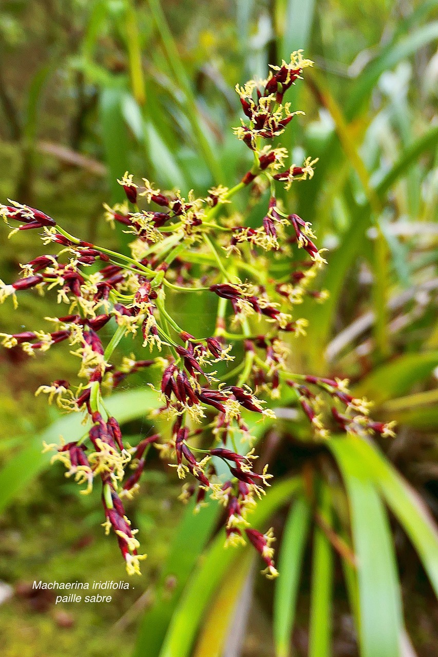 Machaerina iridifolia..paille sabre.cyperaceae.endémique Réunion Maurice ?   P1130880.jpeg