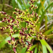 Machaerina iridifolia..paille sabre.cyperaceae.endémique Réunion Maurice ?   P1130880.jpeg