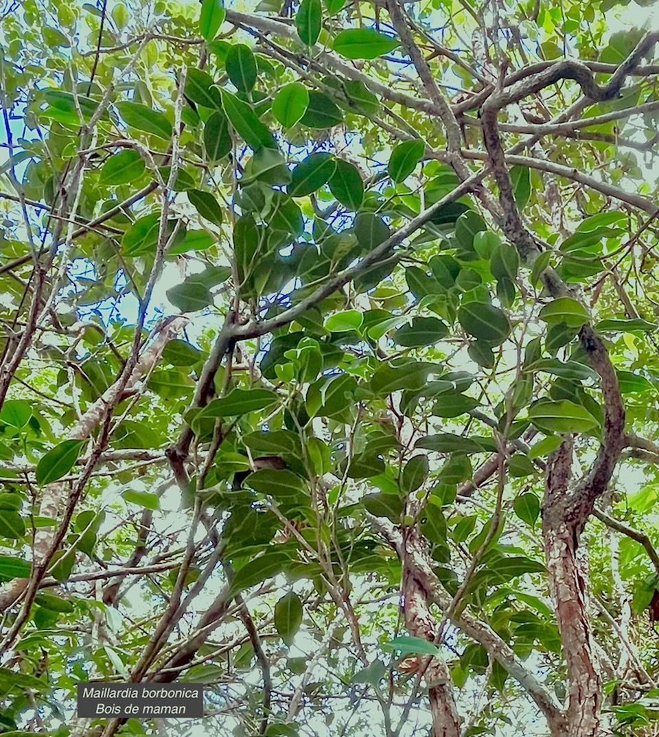 Maillardia borbonica  Bois de maman .bois de sagaye.moraceae. endémique Réunion  IMG_6081.jpeg