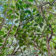 Maillardia borbonica  Bois de maman .bois de sagaye.moraceae. endémique Réunion  IMG_6081.jpeg