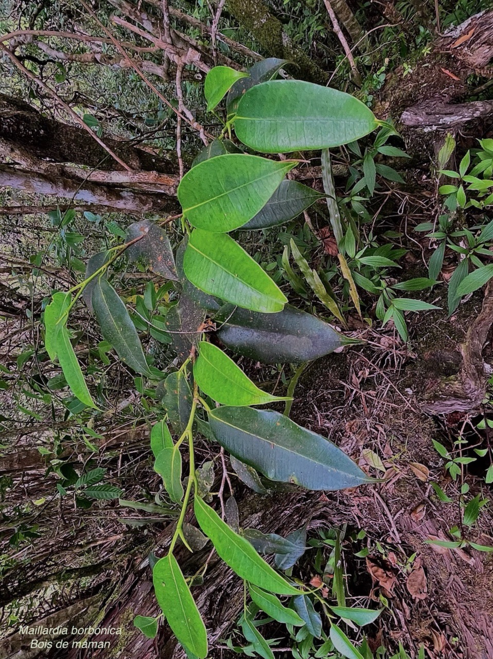 Maillardia borbonica  Bois de maman .bois de sagaye.moraceae. endémique Réunion  IMG_6082.jpeg