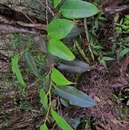 Maillardia borbonica  Bois de maman .bois de sagaye.moraceae. endémique Réunion  IMG_6082.jpeg