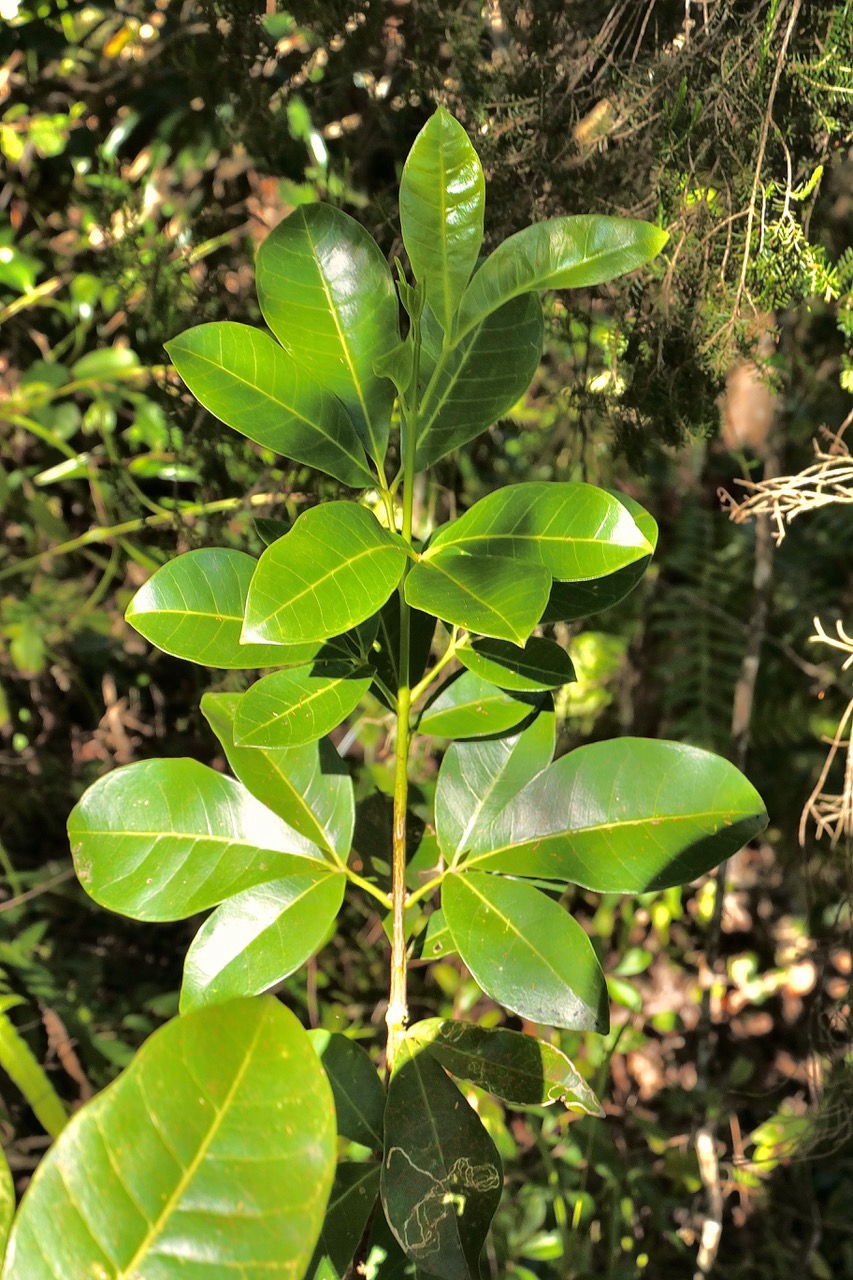 Melicope obtusifolia.gros patte poule( jeune plant ) .rutaceae. endémique Réunion Maurice. P1130567.jpeg
