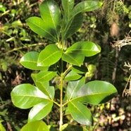 Melicope obtusifolia.gros patte poule( jeune plant ) .rutaceae. endémique Réunion Maurice. P1130567.jpeg
