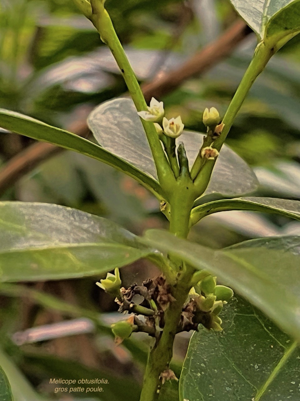 Melicope obtusifolia.gros patte poule.( fleurs et fruits ) rutaceae. endémique Réunion Maurice. IMG_6089.jpeg