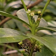 Melicope obtusifolia.gros patte poule.( fleurs et fruits ) rutaceae. endémique Réunion Maurice. IMG_6089.jpeg