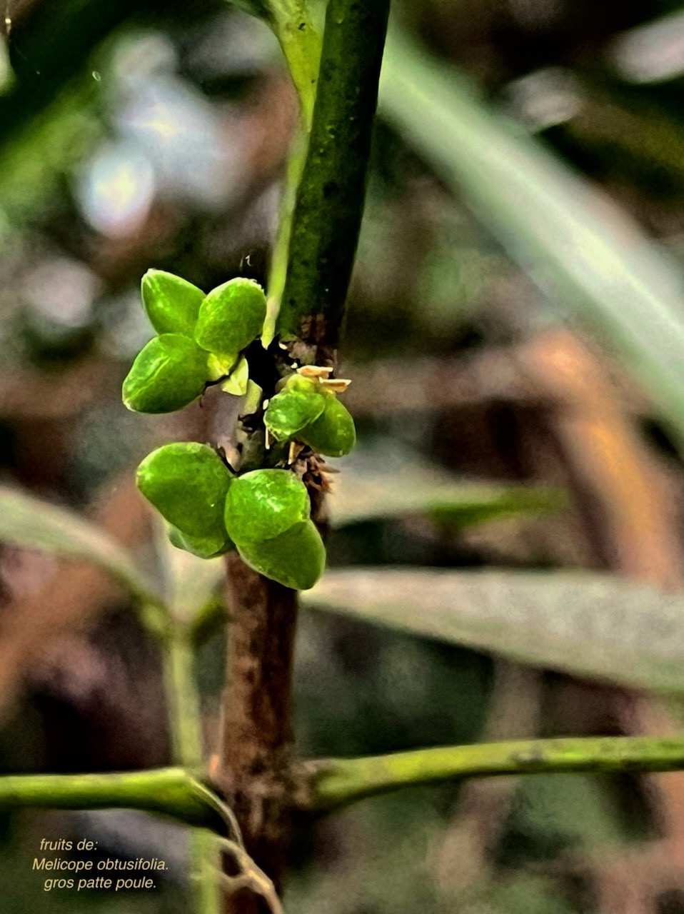 Melicope obtusifolia.gros patte poule.( fruits ) rutaceae. endémique Réunion Maurice. IMG_6090.jpeg