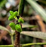 Melicope obtusifolia.gros patte poule.( fruits ) rutaceae. endémique Réunion Maurice. IMG_6090.jpeg