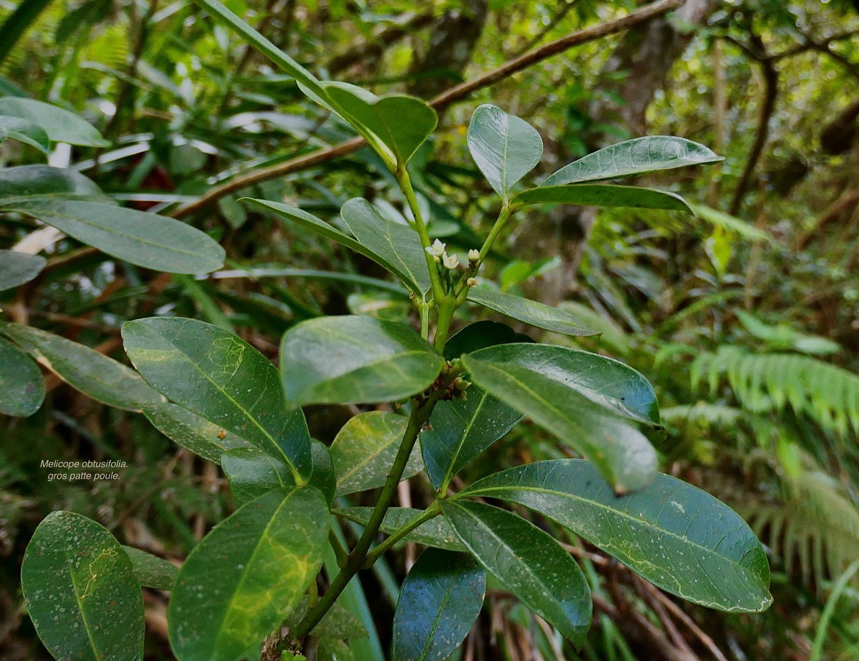 Melicope obtusifolia.gros patte poule.( rameau fleuri ) rutaceae. endémique Réunion Maurice. P1130825.jpeg