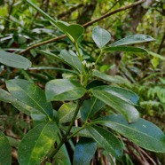 Melicope obtusifolia.gros patte poule.( rameau fleuri ) rutaceae. endémique Réunion Maurice. P1130825.jpeg