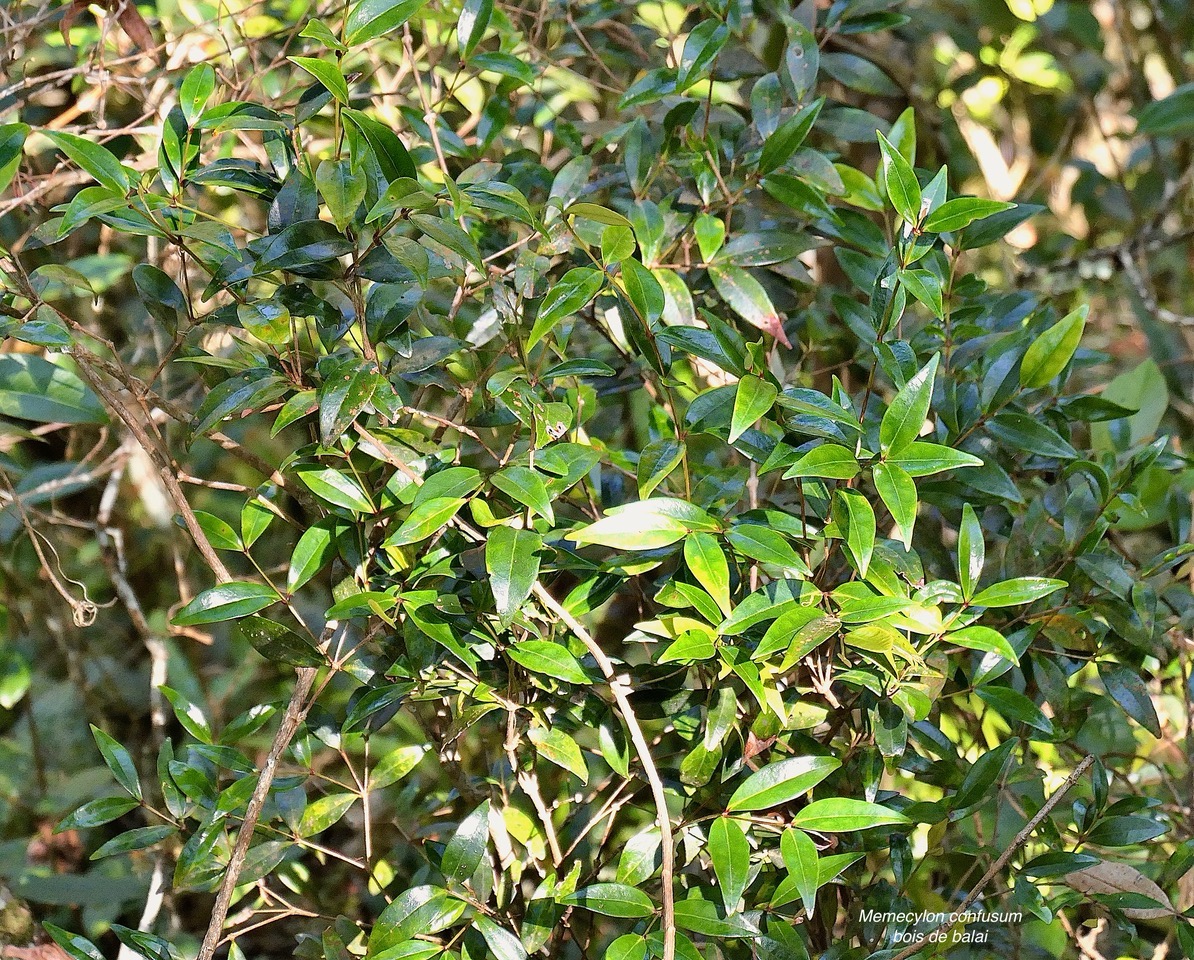 Memecylon confusum Blume.bois de balai.melastomataceae.endémique Réunion. P1130573.jpeg
