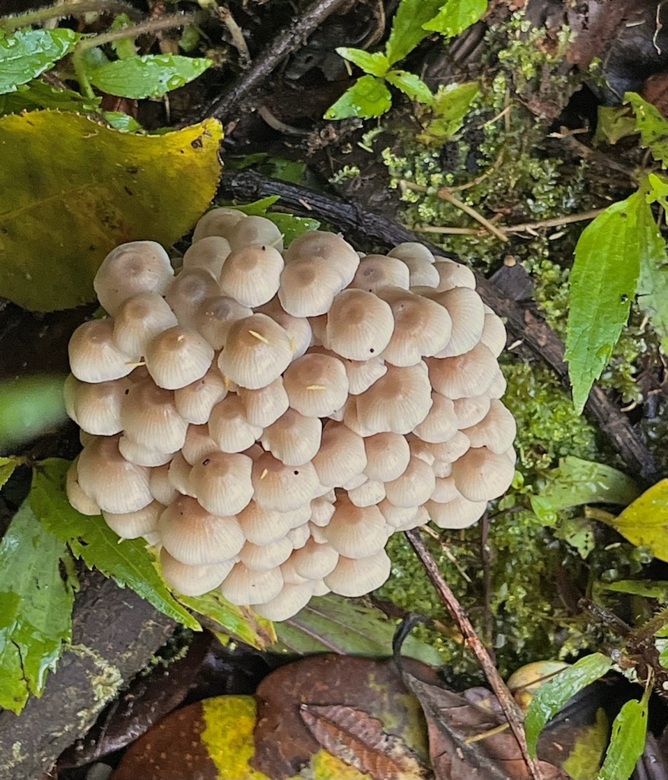 Mycène sp IMG_6036.jpeg