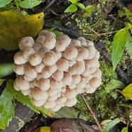 Mycène sp IMG_6036.jpeg