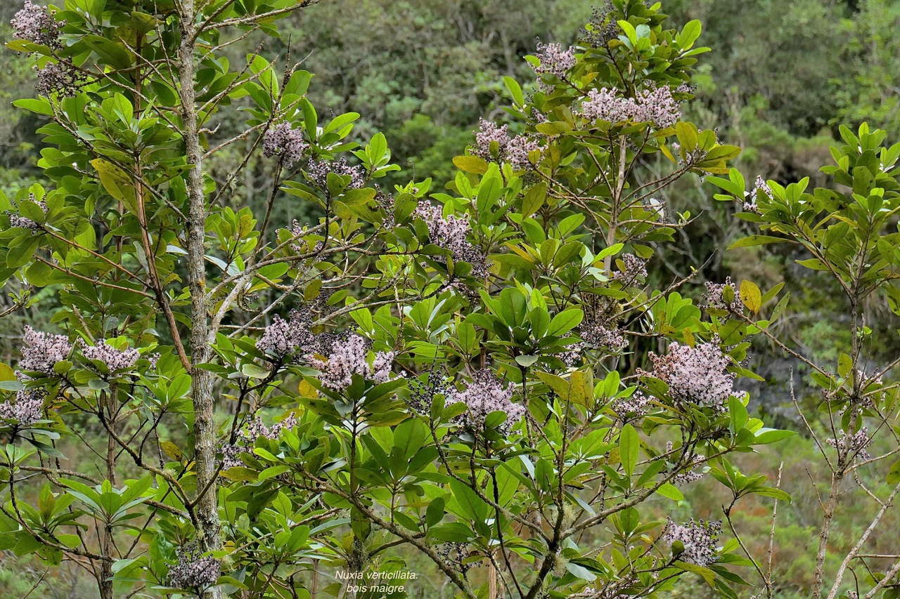 Nuxia verticillata.bois maigre.stilbaceae.endémique Réunion Maurice. P1130890.jpeg