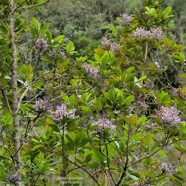 Nuxia verticillata.bois maigre.stilbaceae.endémique Réunion Maurice. P1130890.jpeg