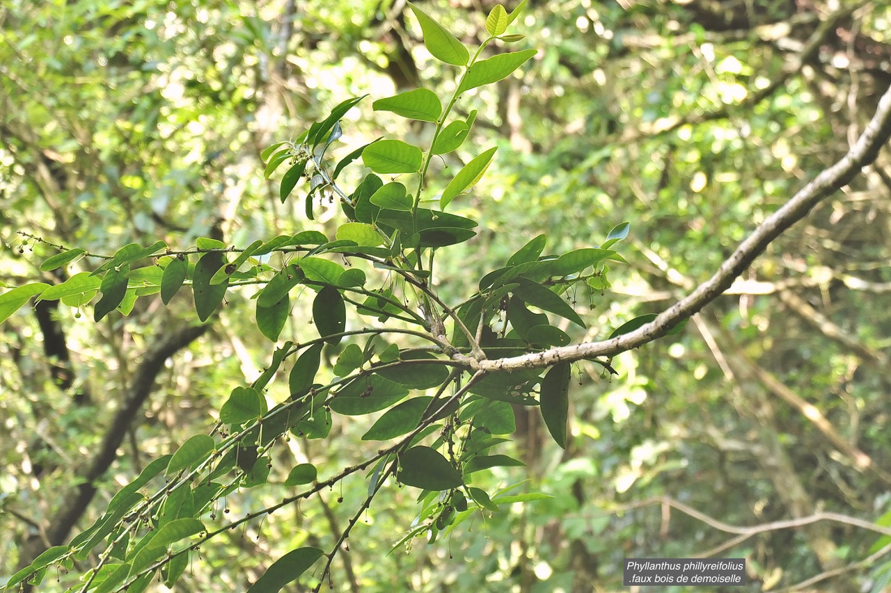 Phyllanthus phillyreifolius .faux bois de demoiselle.bois de cafrine .phyllanthaceae.endémique Réunion Maurice. .jpeg