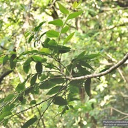 Phyllanthus phillyreifolius .faux bois de demoiselle.bois de cafrine .phyllanthaceae.endémique Réunion Maurice. .jpeg