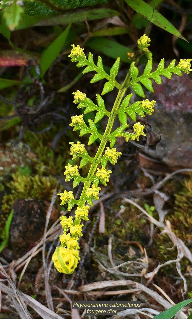 Pityrogramma calomelanos(L.)Link var.aureoflava.pteridaceae.assimilé indigène .jpeg