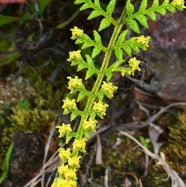 Pityrogramma calomelanos(L.)Link var.aureoflava.pteridaceae.assimilé indigène .jpeg