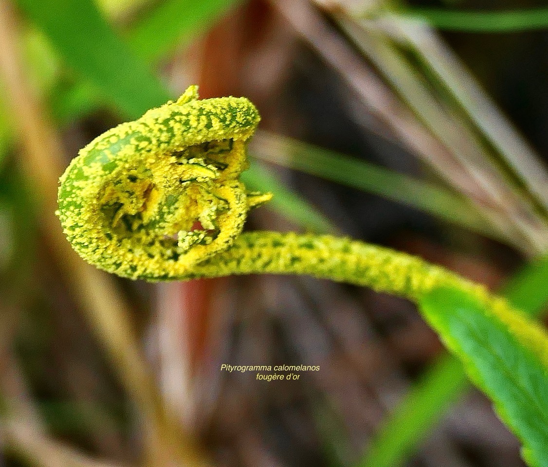 Pityrogramma calomelanos(L.)Link var.aureoflava.pteridaceae.assimilé indigène P1130872.jpeg