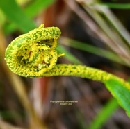 Pityrogramma calomelanos(L.)Link var.aureoflava.pteridaceae.assimilé indigène P1130872.jpeg