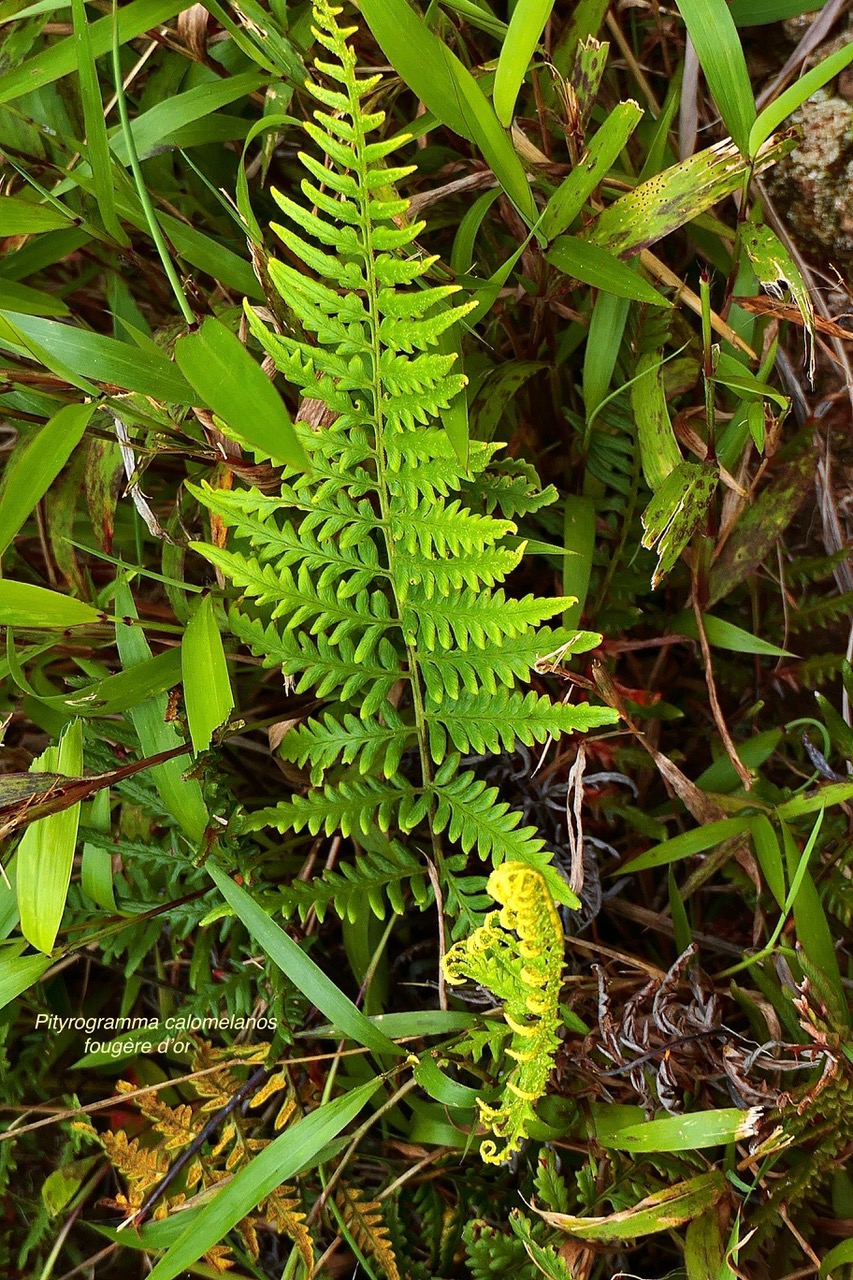 Pityrogramma calomelanos(L.)Link var.aureoflava.pteridaceae.assimilé indigène P1130877.jpeg