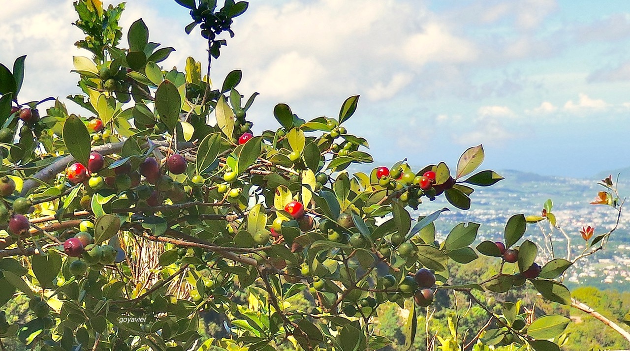 Psidium cattleyanum.goyavier.myrtaceae.amphinaturalisé. P1130735.jpeg