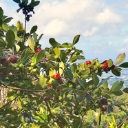 Psidium cattleyanum.goyavier.myrtaceae.amphinaturalisé. P1130735.jpeg