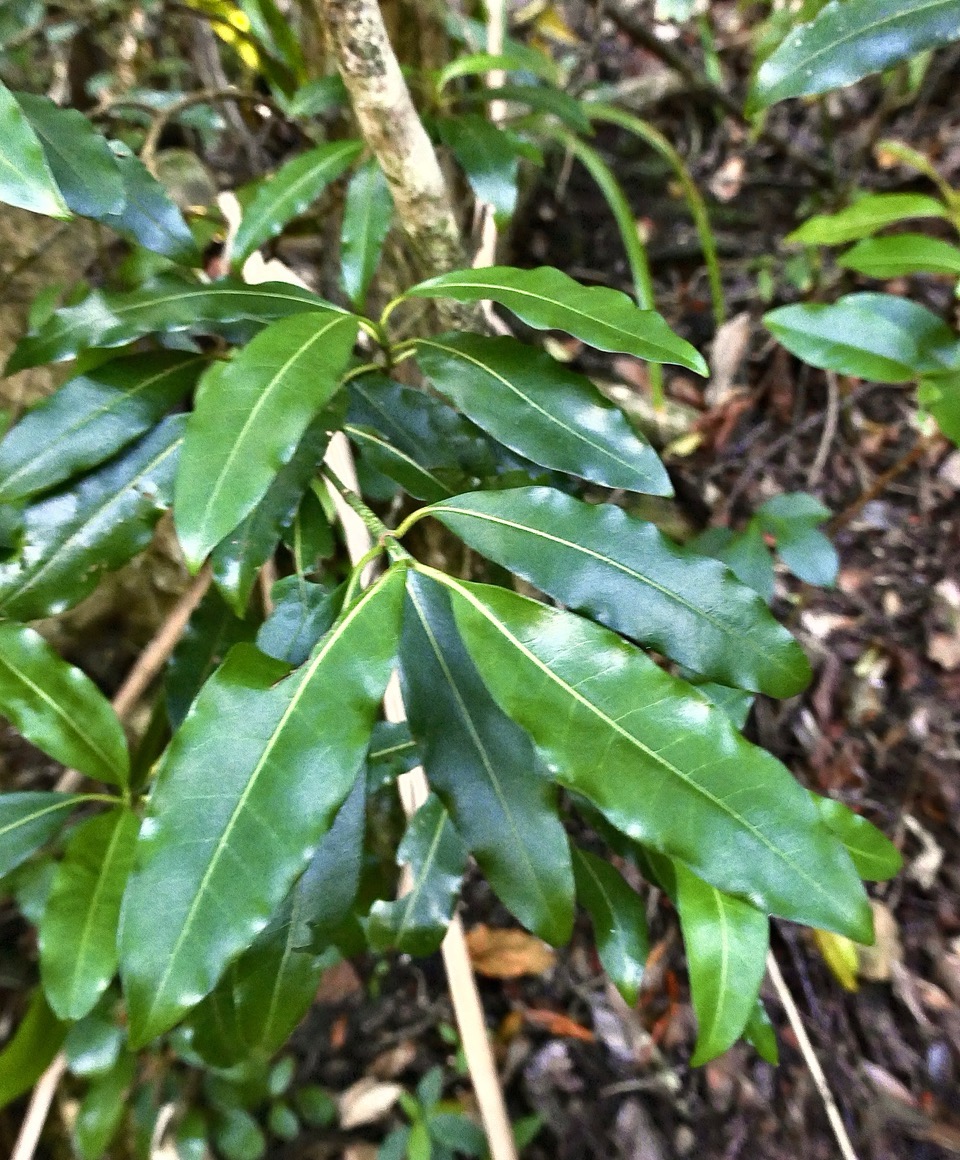 Psychotria borbonica.(Psathura borbonica )bois cassant. rubiaceae..endémique Réunion. P1130501.jpeg