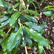 Psychotria borbonica.(Psathura borbonica )bois cassant. rubiaceae..endémique Réunion. P1130501.jpeg