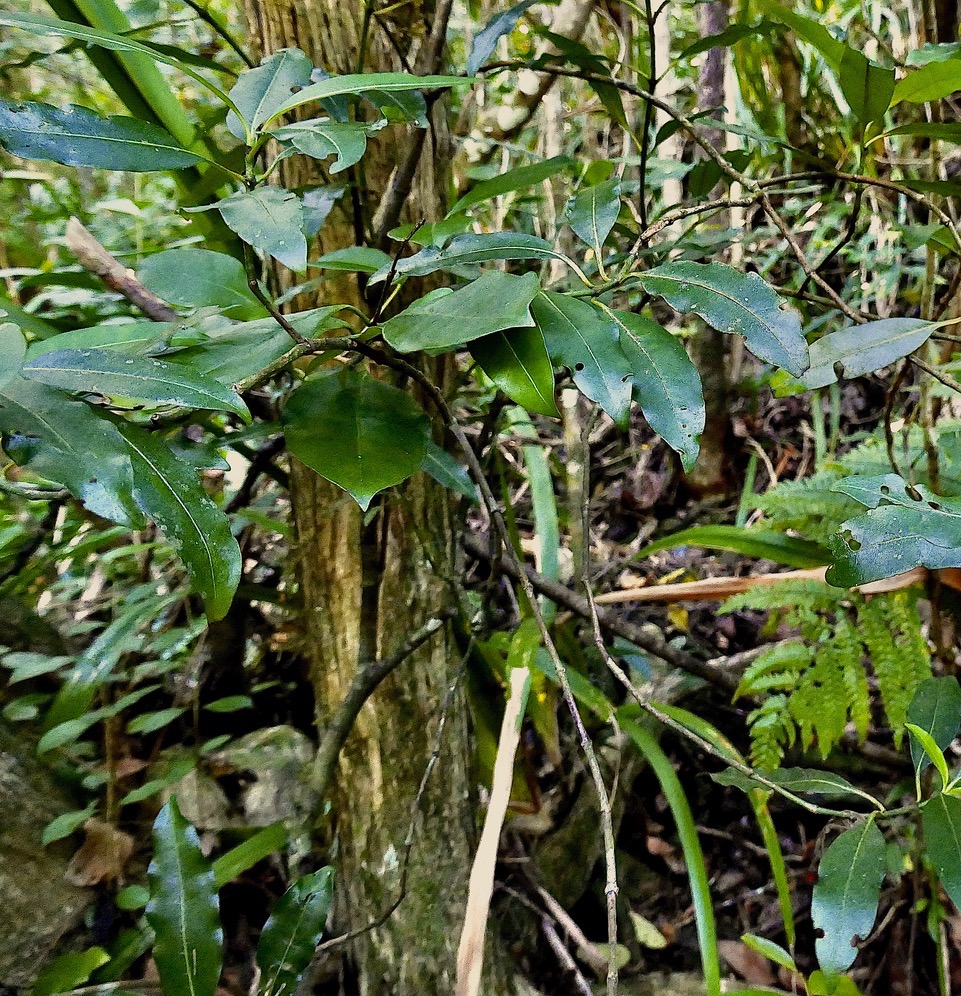 Psychotria borbonica.(Psathura borbonica )bois cassant. rubiaceae..endémique Réunion. P1130504.jpeg