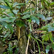 Psychotria borbonica.(Psathura borbonica )bois cassant. rubiaceae..endémique Réunion. P1130504.jpeg