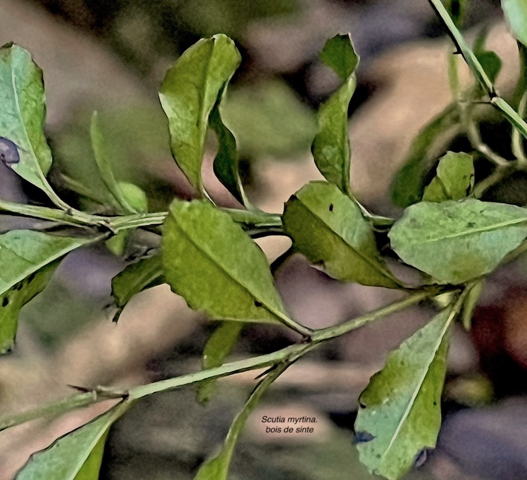 Scutia myrtina.bois de sinte.rhamnaceae.indigène Réunion IMG_6048.jpeg